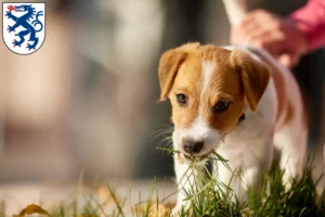 Mehr über den Artikel erfahren Jack Russell Züchter und Welpen in Ingolstadt