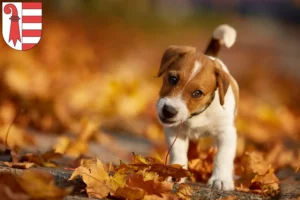 Mehr über den Artikel erfahren Jack Russell Züchter und Welpen in Jura