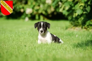 Mehr über den Artikel erfahren Jack Russell Züchter und Welpen in Karlsruhe