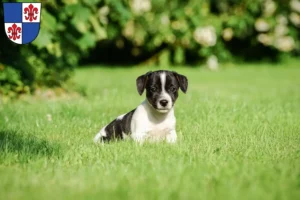 Mehr über den Artikel erfahren Jack Russell Züchter und Welpen in Karlstadt
