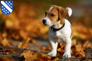 Mehr über den Artikel erfahren Jack Russell Züchter und Welpen in Kassel