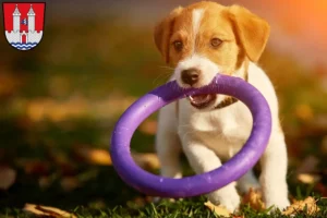 Mehr über den Artikel erfahren Jack Russell Züchter und Welpen in Kelheim