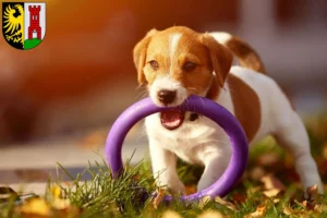 Mehr über den Artikel erfahren Jack Russell Züchter und Welpen in Kempten (Allgäu)