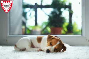 Mehr über den Artikel erfahren Jack Russell Züchter und Welpen in Kiel