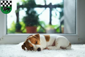 Mehr über den Artikel erfahren Jack Russell Züchter und Welpen in Kirchheimbolanden