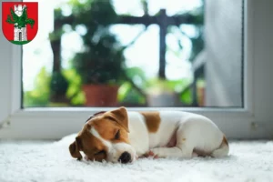 Mehr über den Artikel erfahren Jack Russell Züchter und Welpen in Klagenfurt