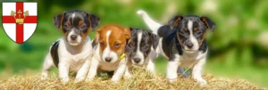 Mehr über den Artikel erfahren Jack Russell Züchter und Welpen in Koblenz