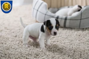 Mehr über den Artikel erfahren Jack Russell Züchter und Welpen in Künzelsau