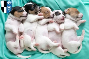 Mehr über den Artikel erfahren Jack Russell Züchter und Welpen in Kulmbach
