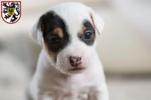 Mehr über den Artikel erfahren Jack Russell Züchter und Welpen in Landau in der Pfalz