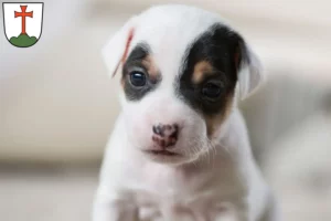 Mehr über den Artikel erfahren Jack Russell Züchter und Welpen in Landsberg am Lech