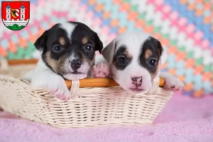 Mehr über den Artikel erfahren Jack Russell Züchter und Welpen in Lauf an der Pegnitz