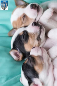 Mehr über den Artikel erfahren Jack Russell Züchter und Welpen in Limburg an der Lahn