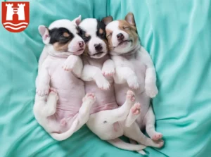 Mehr über den Artikel erfahren Jack Russell Züchter und Welpen in Linz