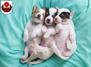 Mehr über den Artikel erfahren Jack Russell Züchter und Welpen in Lippstadt