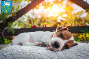 Mehr über den Artikel erfahren Jack Russell Züchter und Welpen in Luckenwalde
