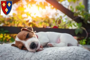 Mehr über den Artikel erfahren Jack Russell Züchter und Welpen in Lüchow (Wendland)