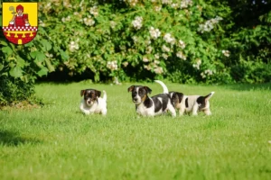 Mehr über den Artikel erfahren Jack Russell Züchter und Welpen in Lüdenscheid