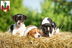 Mehr über den Artikel erfahren Jack Russell Züchter und Welpen in Magdeburg