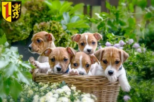 Mehr über den Artikel erfahren Jack Russell Züchter und Welpen in Mannheim