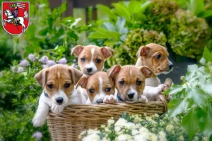 Mehr über den Artikel erfahren Jack Russell Züchter und Welpen in Marburg
