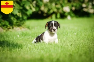Mehr über den Artikel erfahren Jack Russell Züchter und Welpen in Meppen