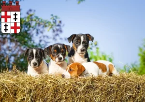 Mehr über den Artikel erfahren Jack Russell Züchter und Welpen in Merzig