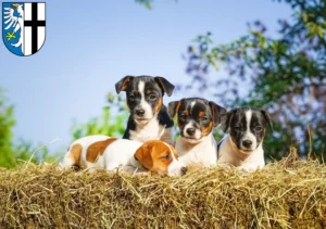 Mehr über den Artikel erfahren Jack Russell Züchter und Welpen in Meschede