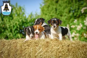 Mehr über den Artikel erfahren Jack Russell Züchter und Welpen in Mindelheim