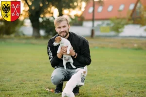 Mehr über den Artikel erfahren Jack Russell Züchter und Welpen in Minden