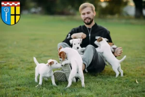 Mehr über den Artikel erfahren Jack Russell Züchter und Welpen in Mönchengladbach