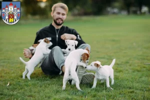 Mehr über den Artikel erfahren Jack Russell Züchter und Welpen in Montabaur