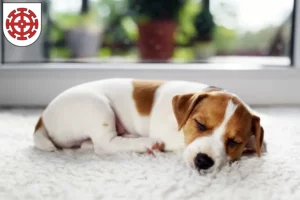 Mehr über den Artikel erfahren Jack Russell Züchter und Welpen in Mühldorf am Inn