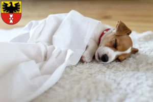 Mehr über den Artikel erfahren Jack Russell Züchter und Welpen in Mühlhausen/Thüringen