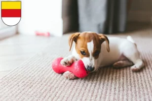 Mehr über den Artikel erfahren Jack Russell Züchter und Welpen in Münster