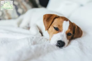 Mehr über den Artikel erfahren Jack Russell Züchter und Welpen aus dem Münsterland