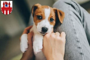 Mehr über den Artikel erfahren Jack Russell Züchter und Welpen in Neubrandenburg