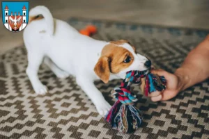 Mehr über den Artikel erfahren Jack Russell Züchter und Welpen in Neuruppin
