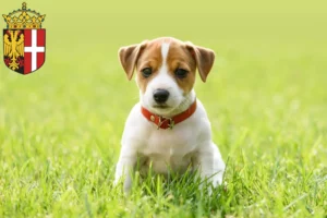 Mehr über den Artikel erfahren Jack Russell Züchter und Welpen in Neuss