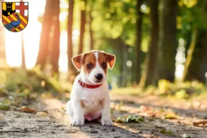 Mehr über den Artikel erfahren Jack Russell Züchter und Welpen in Neuwied