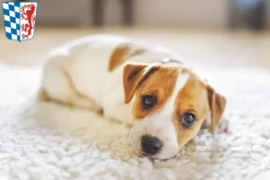 Mehr über den Artikel erfahren Jack Russell Züchter und Welpen in Niederbayern