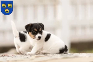 Mehr über den Artikel erfahren Jack Russell Züchter und Welpen in Nordfriesland