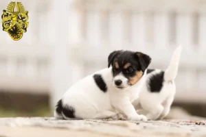 Mehr über den Artikel erfahren Jack Russell Züchter und Welpen in Nordhausen