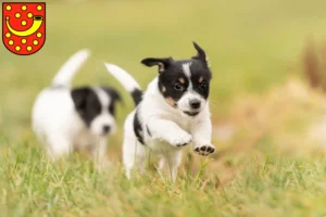 Mehr über den Artikel erfahren Jack Russell Züchter und Welpen in Nordhorn