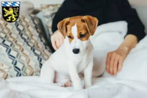 Mehr über den Artikel erfahren Jack Russell Züchter und Welpen in Oberbayern