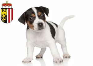 Mehr über den Artikel erfahren Jack Russell Züchter und Welpen in Oberösterreich