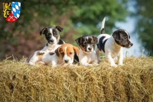 Mehr über den Artikel erfahren Jack Russell Züchter und Welpen in der Oberpfalz