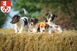 Mehr über den Artikel erfahren Jack Russell Züchter und Welpen in Obwalden