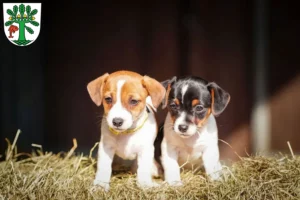 Mehr über den Artikel erfahren Jack Russell Züchter und Welpen in Oranienburg