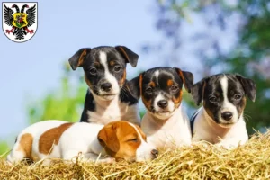 Mehr über den Artikel erfahren Jack Russell Züchter und Welpen in Ortenaukreis